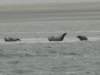 HWK Texel 214_small.jpg